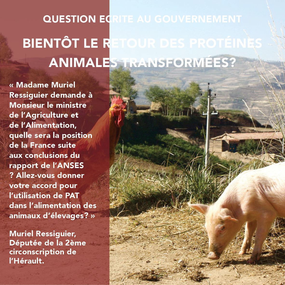 Question écrite au gouvernement : BIENTÔT LE RETOUR DES PROTÉINES ANIMALES TRANSFORMÉES ?